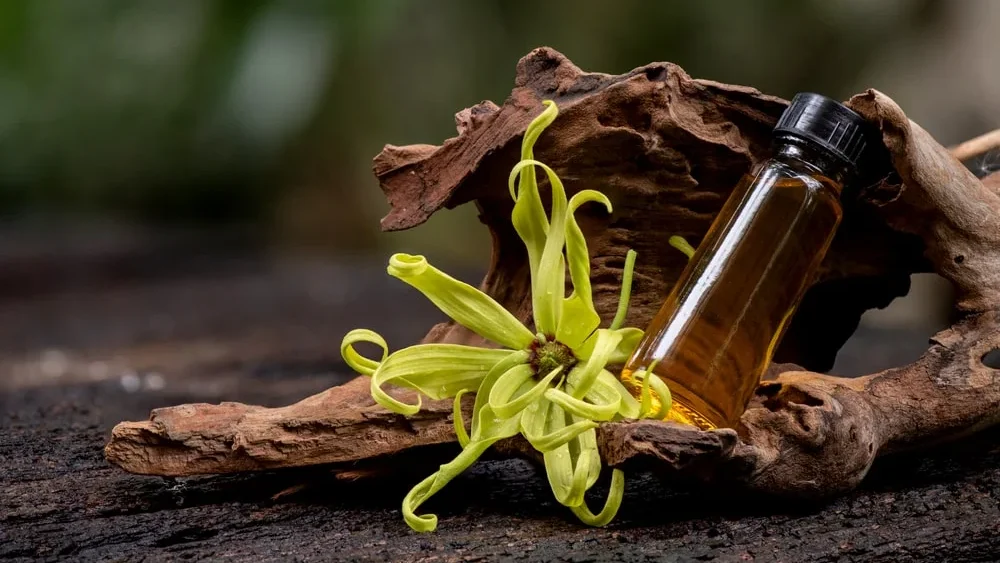 Ylang Ylang Oil