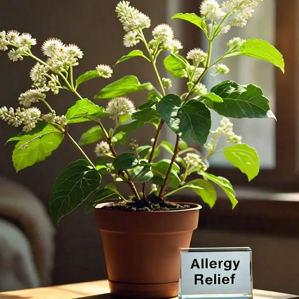 Allergy Relief Plants