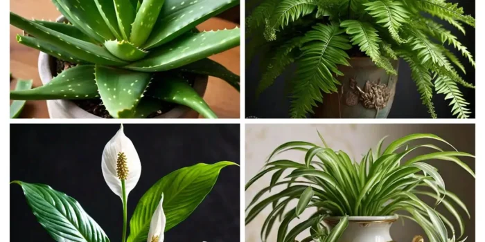 Allergy Relief Plants: Which Houseplants Can Help Purify the Air?