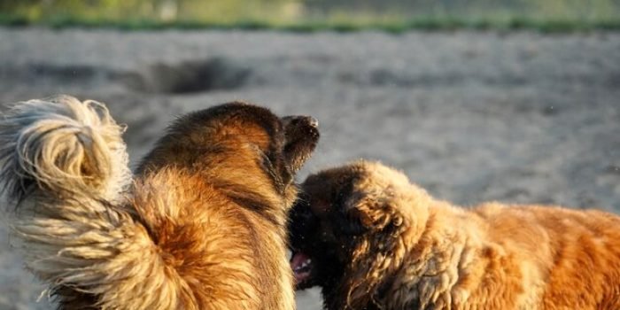 close-up-dog-water_1048944-5983256