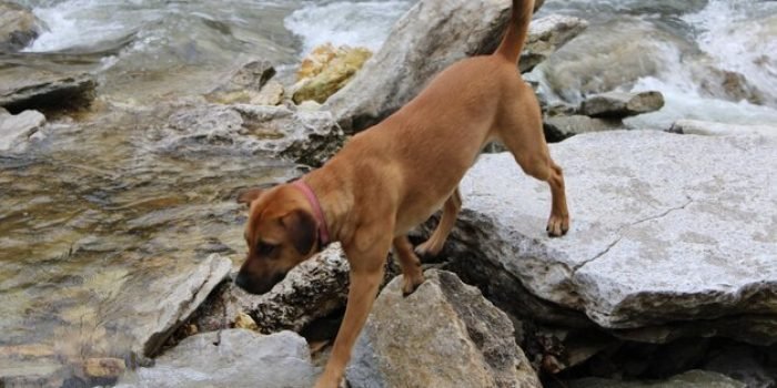 high-angle-view-dog-rock-sea_1048944-1537421